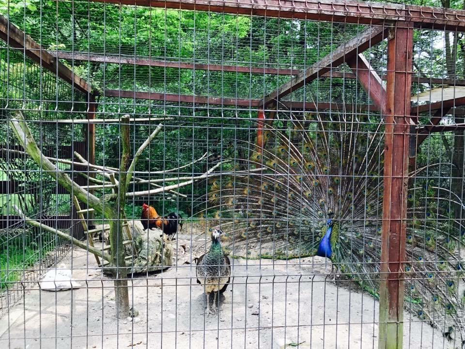 Pension Casa Vanatorilor Бэи­ле-Олэ­неш­ти Экстерьер фото